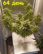 64 дн (1).jpg