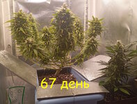 67 дн (2).jpg