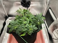 IMG_2069.jpeg IMG_2069.jpeg