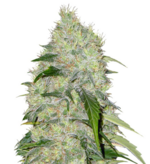 1768216781135.png 1768216781135.png