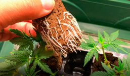 1768216786507.png 1768216786507.png