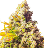 1768242563451.png 1768242563451.png