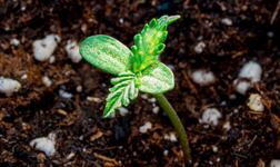 1768242585075.png 1768242585075.png