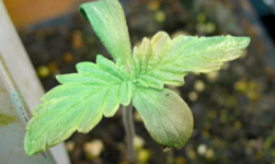 1768242593709.png 1768242593709.png