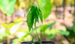 1768242610674.png 1768242610674.png