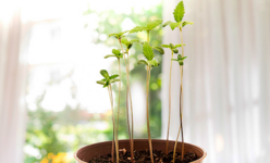 1768242615280.png 1768242615280.png