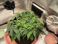 IMG_2082.jpeg IMG_2082.jpeg