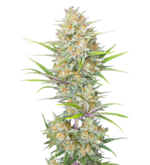 1768318716239.png 1768318716239.png