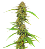 1768318732934.png 1768318732934.png