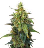 1768318746248.png 1768318746248.png