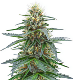 1768553354878.png 1768553354878.png