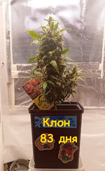 83 дн (6).jpg