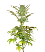 1768738745298.png 1768738745298.png