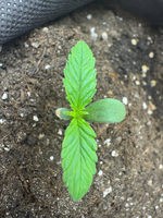 1768839244718.png 1768839244718.png