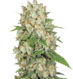 1768842327104.png 1768842327104.png