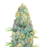 1768842340520.png 1768842340520.png