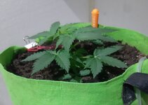 20250328_182847.jpg 20250328_182847.jpg