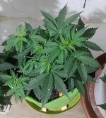 20260121_055202.jpg 20260121_055202.jpg