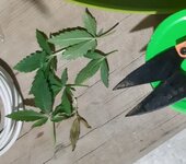 20250405_190552.jpg 20250405_190552.jpg