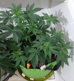 20260121_070352.jpg 20260121_070352.jpg