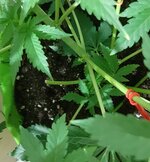 20260121_070322.jpg 20260121_070322.jpg