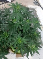 20260121_084930.jpg 20260121_084930.jpg