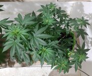 20260121_090815.jpg 20260121_090815.jpg