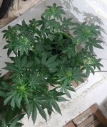 20260121_092032.jpg 20260121_092032.jpg