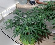 20260122_064611.jpg 20260122_064611.jpg