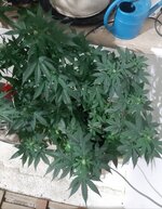 20260122_071127.jpg 20260122_071127.jpg