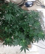 20260122_071918.jpg 20260122_071918.jpg