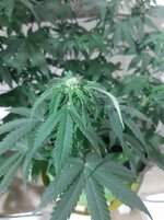 20260122_071931.jpg 20260122_071931.jpg