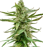 1769076924454.png 1769076924454.png