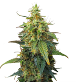 1769076934396.png 1769076934396.png