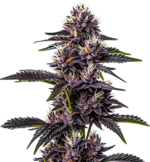 1769076950377.png 1769076950377.png