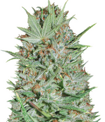 1769101431258.png 1769101431258.png