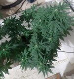 20260123_073249.jpg 20260123_073249.jpg