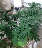 20260123_073542.jpg 20260123_073542.jpg