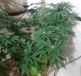 20260123_074430.jpg 20260123_074430.jpg