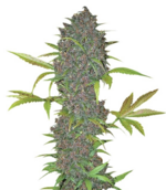 1769166908056.png 1769166908056.png