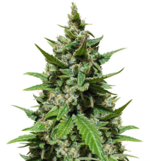 1769166935513.png 1769166935513.png