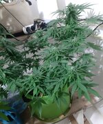 20260124_071303.jpg 20260124_071303.jpg