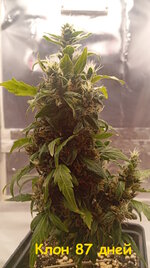 87 дн (6).jpg