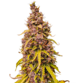 1769258026814.png 1769258026814.png