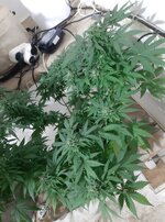 20260125_061622.jpg 20260125_061622.jpg