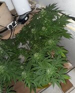 20260125_063200.jpg 20260125_063200.jpg