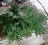 20260125_064637.jpg 20260125_064637.jpg