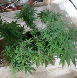 20260125_070556.jpg 20260125_070556.jpg