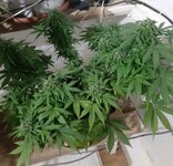 20260125_070543.jpg 20260125_070543.jpg