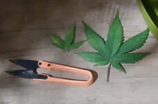 20250528_185014.jpg 20250528_185014.jpg